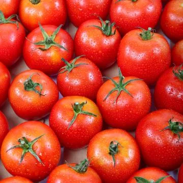 Fresh tomatoes in drops of dew as a background Stock Photos