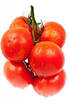 Fresh tomatoes with drops of dew Stock Photos