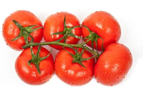 Fresh tomatoes with drops of dew Stock Photos