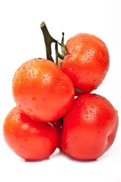 Fresh tomatoes with drops of dew Stock Photos