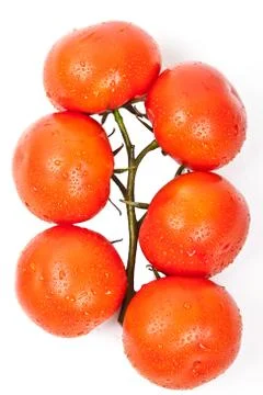 Fresh tomatoes with drops of dew Stock Photos