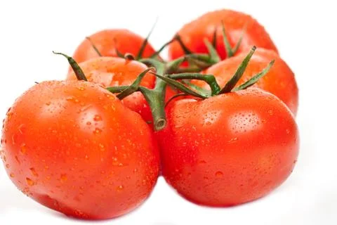 Fresh tomatoes with drops of dew Stock Photos