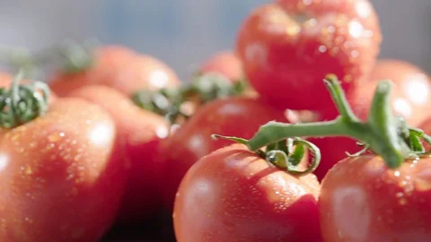 Fresh Tomatoes Stock Footage 102177717