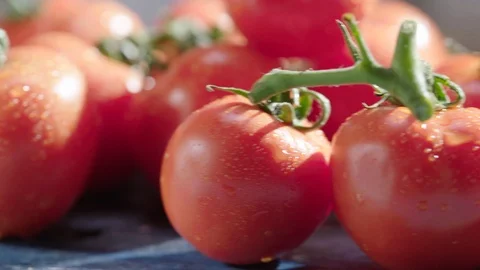 Fresh Tomatoes Stock Footage 102177736
