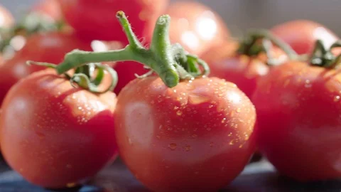 Fresh Tomatoes 스톡 동영상 102177764