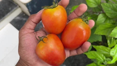 Fresh Tomatoes in Hand Closeup | Three Red Tomatoes Presentation 스톡 동영상 316400421
