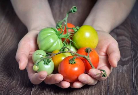 Fresh tomatoes in hands Free Stock Photos