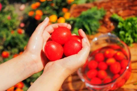 Fresh tomatoes in hands Stock Photos