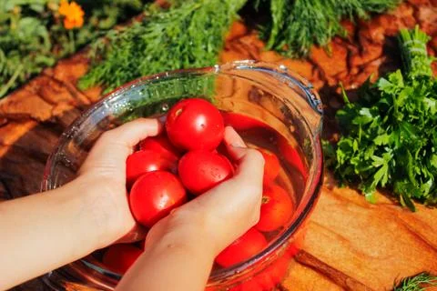 Fresh tomatoes in hands Stock Photos