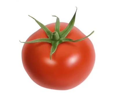 Fresh tomatoes isolated on white Stock Illustration