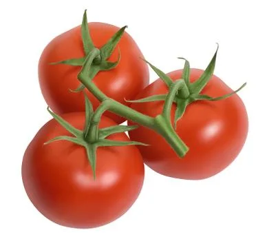 Fresh tomatoes isolated on white Stock Illustration