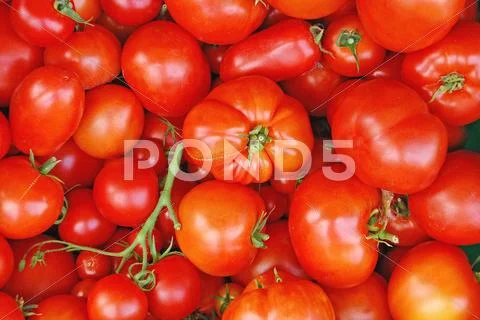 Fresh tomatoes Stock Photos