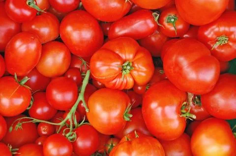 Fresh tomatoes Stock Photos