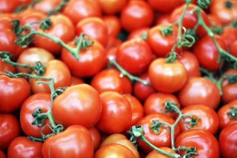 Fresh Tomatoes Photos