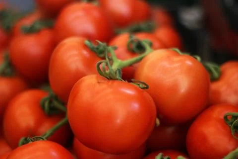 Fresh Tomatoes Photos