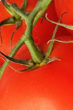 Fresh tomatoes Stock Photos