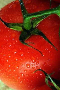 Fresh tomatoes Foto stock
