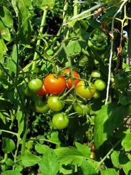 Fresh tomatoes Stock Photos
