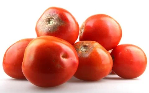 Fresh tomatoes Stock Photos