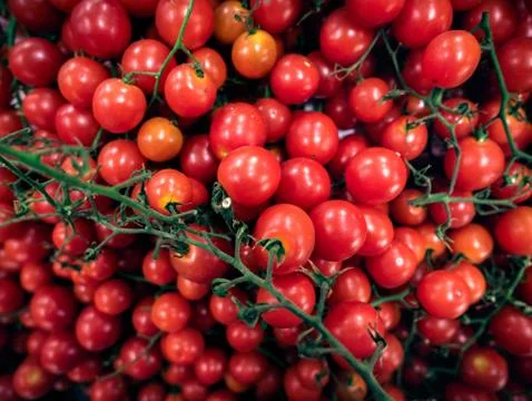 Fresh Tomatoes 写真素材