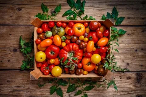 Fresh tomatoes Stock Photos