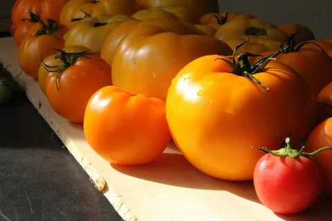 Fresh tomatoes Stock Photos