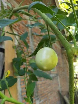 Fresh tomatoes Foto stock