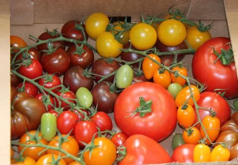 Fresh Tomatoes. Stock Photos