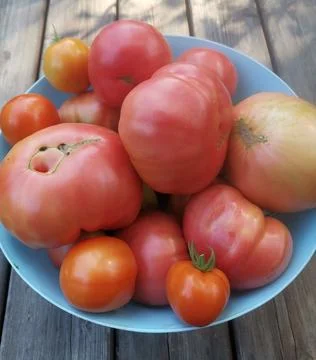 Fresh tomatoes Stock Photos