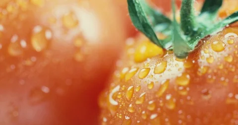 Fresh tomatoes presented on white background Stock Footage 71323268