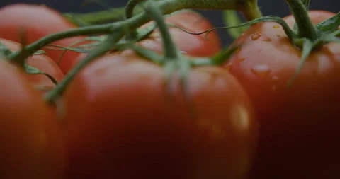Fresh tomatoes on the same branch with the passage of the camera Stock Footage 310955915