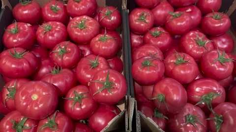 Fresh tomatoes stored in cardboard boxes at a market in the afternoon sun Stock Footage 331928024