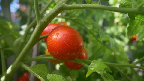 Fresh tomatoes in vegetable garden. Female hands harvesting fresh organic Stock Footage 137329832