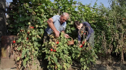 Fresh tomatoes, vegetable garden, gathering, grandson, grandfather, farming Stock Footage 42191447
