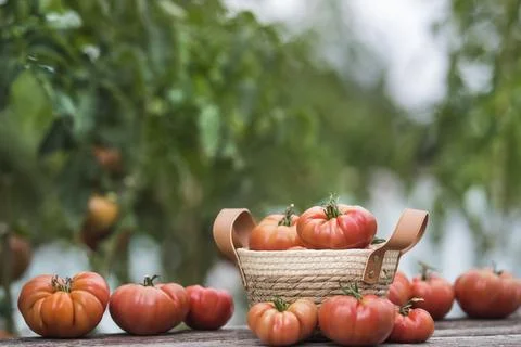 Fresh tomatoes in a wicker basket Stock Photos