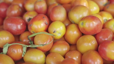 Fresh Tomatos Background Stock Footage 230956670