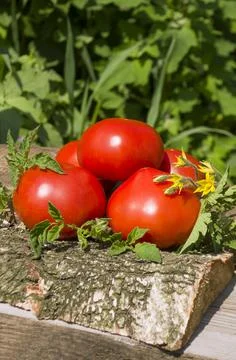 Fresh tomatos on rustic background Fotos Stock