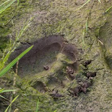 Fresh tracks of bear Stock Photos