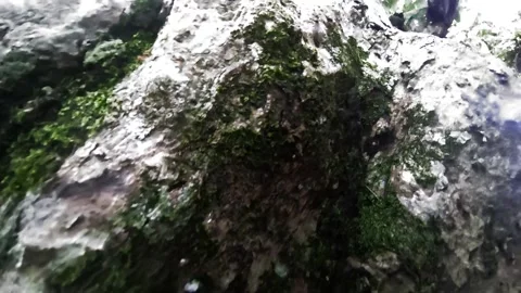 Fresh Tree Bark 库存影片 296718082