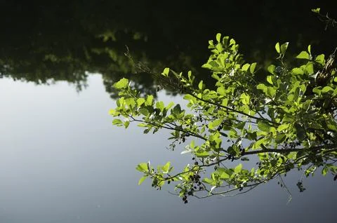 A fresh tree branch with small cones gracefully extends over calm water Stock Photos