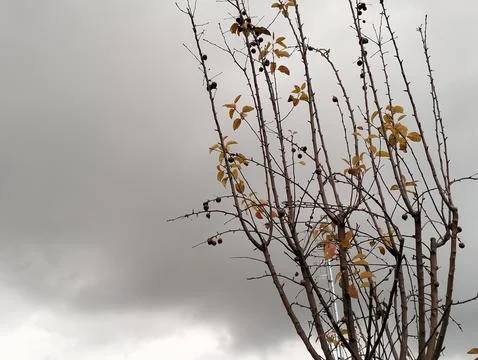 Fresh tree in cloudy day Stock Photos