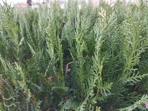 Fresh tree in cloudy day Stock Photos
