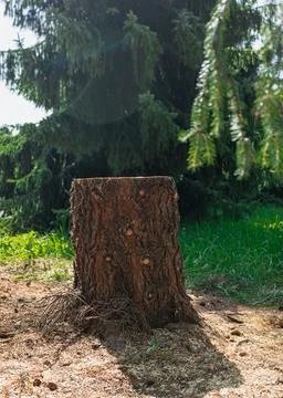 Fresh Tree Stump in Forest After Tree Removal Photos