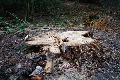 Fresh tree stump from forestry work Photos