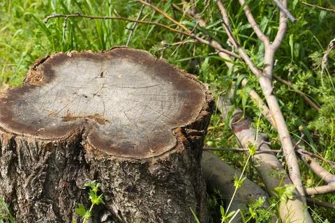 Fresh Tree Trunk Cut with Visible Wood Rings Stock-Fotos