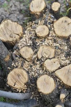Fresh Tree Trunk Cut with Visible Wood Rings Stock-Fotos
