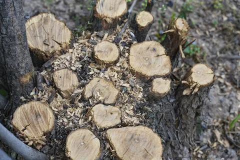 Fresh Tree Trunk Cut with Visible Wood Rings Stock Photos