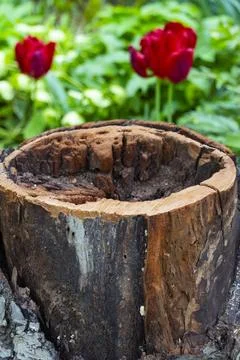 Fresh Tree Trunk Cut with Visible Wood Rings Stock Photos
