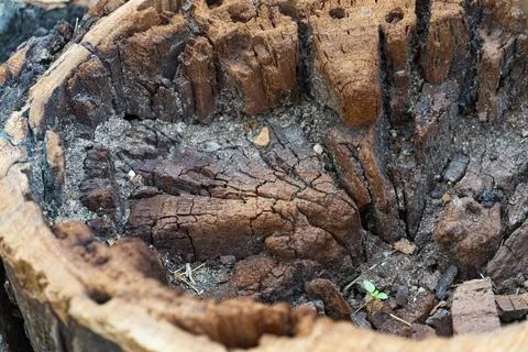 Fresh Tree Trunk Cut with Visible Wood Rings Foto stock
