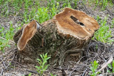 Fresh Tree Trunk Cut with Visible Wood Rings Stock-Fotos
